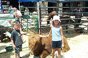 Children with Scottish Highland Bull Mobile Petting Zoo near Denver