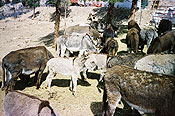 Burro Herd