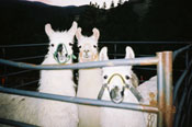 Evening Llamas