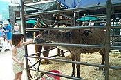 Child with Reindeer Colorado Petting Zoo