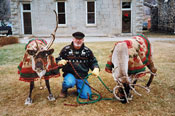 Reindeer and handler